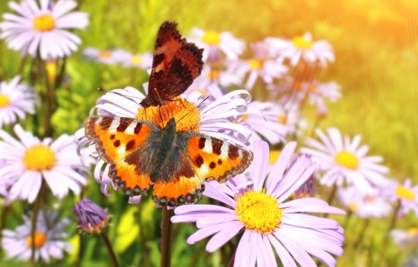 Бабочки на лугу