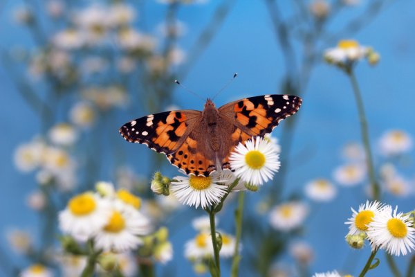 Бабочка и ромашки