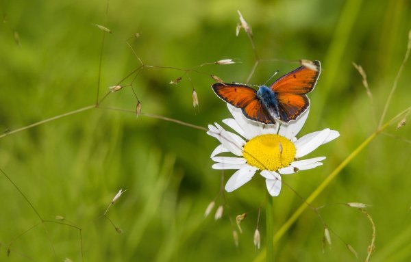 Летняя Поляна с бабочками