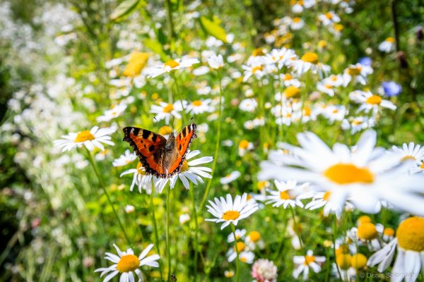 Бабочка и ромашки
