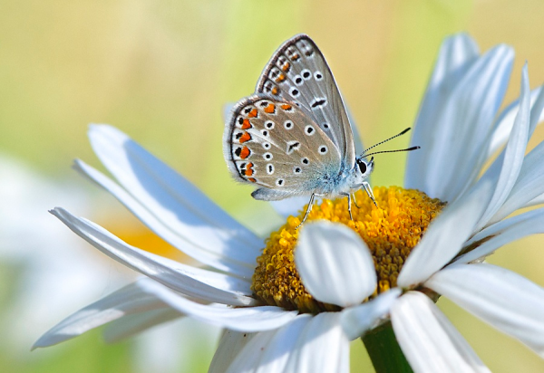 Бабочка и ромашки
