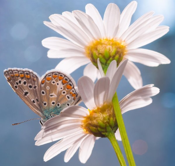 Бабочка и ромашки