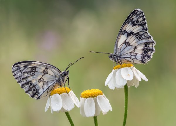 Бабочка и ромашки