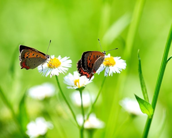 Бабочка на ромашковом поле