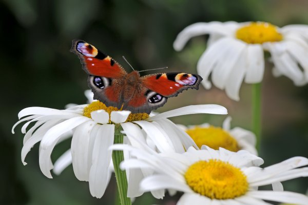 Бабочка и ромашки
