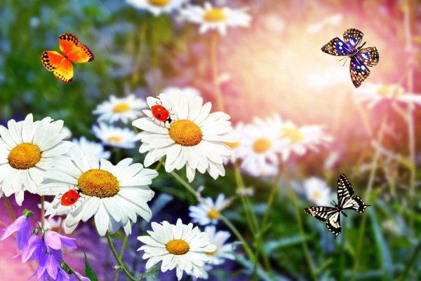 Ромашки на поле и бабочки