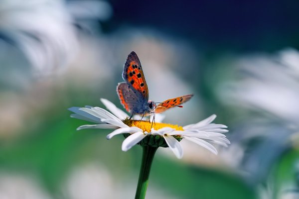 Красивая бабочка на ромашке