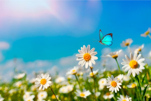 Ромашковый фон бабочки ромашки