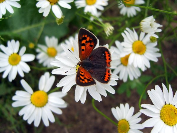 Бабочка и ромашки