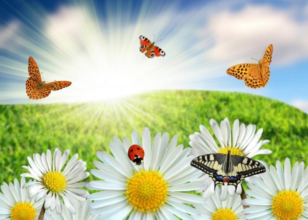Ромашковое поле с бабочками