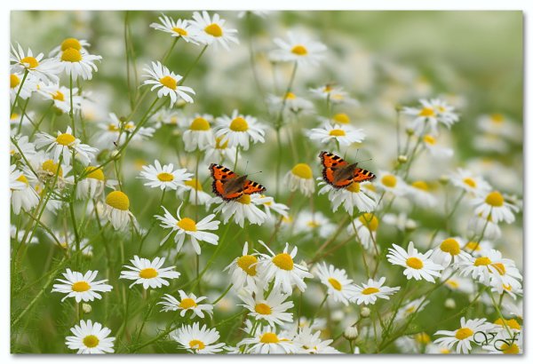 Фон природа бабочки