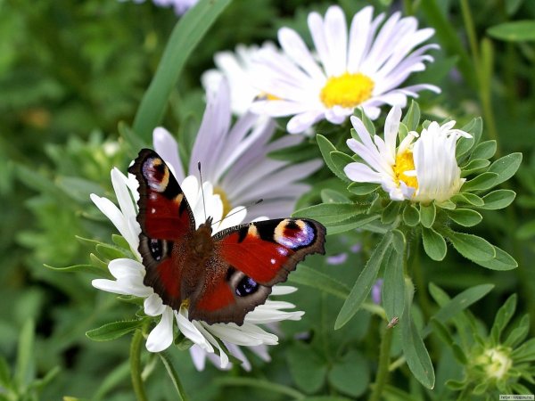 Насекомые летом