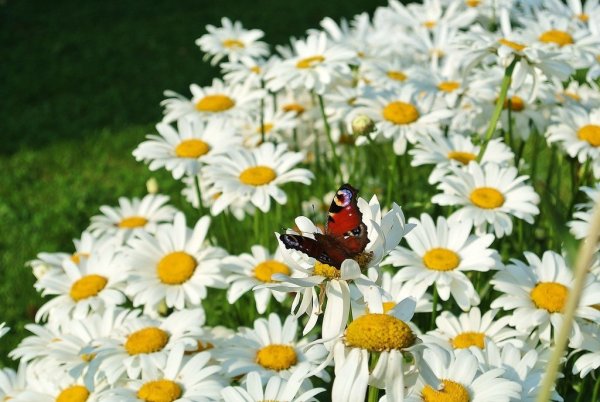 Летние цветы с бабочками