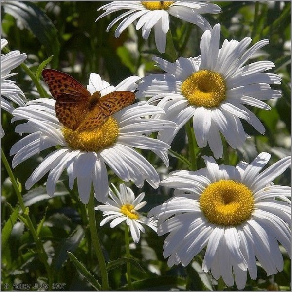 Земляничная Поляна с ромашками