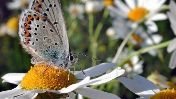Заставка бабочки