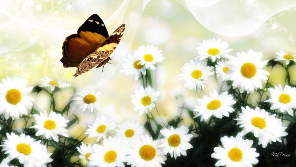 Синяя бабочка на ромашках