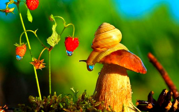 Чудесный мир природы