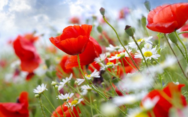 Красивые летние картинки на рабочий стол