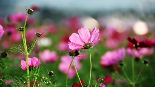 Поле с маками и васильками