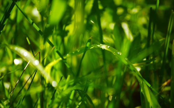 Летняя зелень