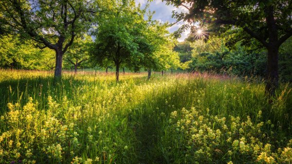 Зелень май природа