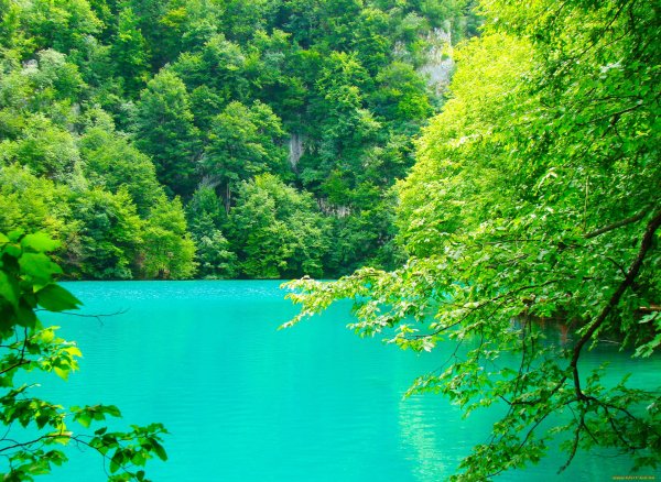 Море зелень