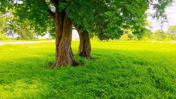 Природа зелень