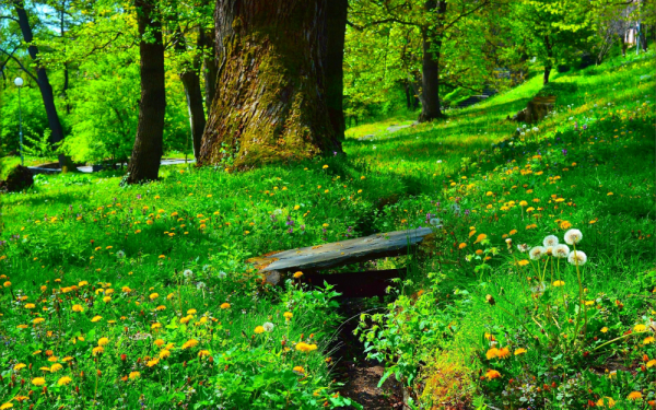 Лето в лесу