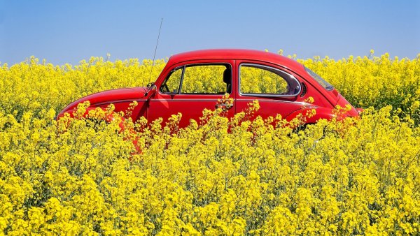 Машина в поле