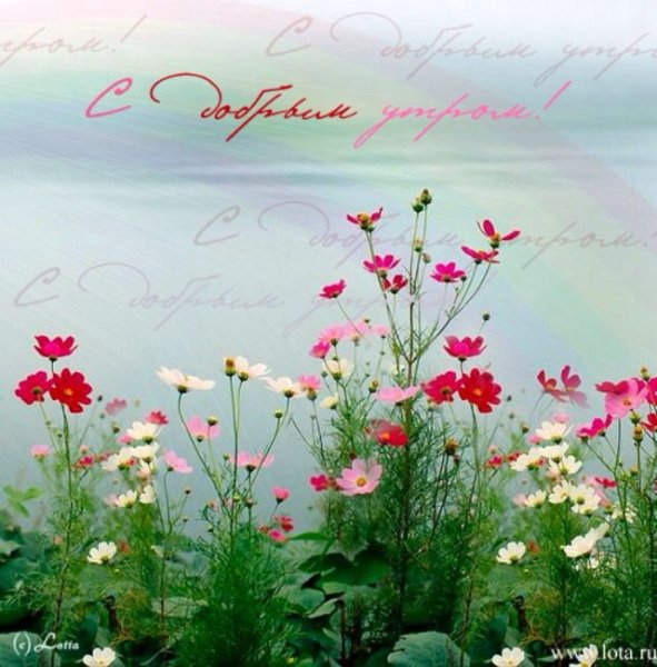 Доброе утро с полевыми цветами и пожеланиями