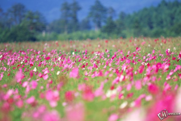 Цветочное поле