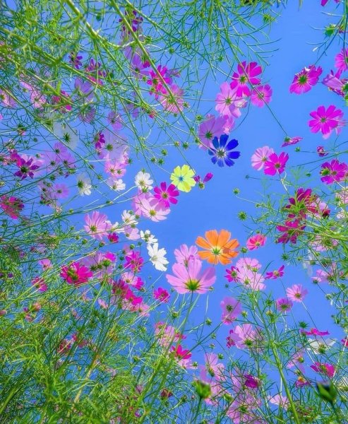 Луговые цветы