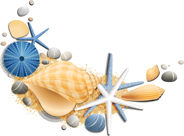 Ракушка без фона