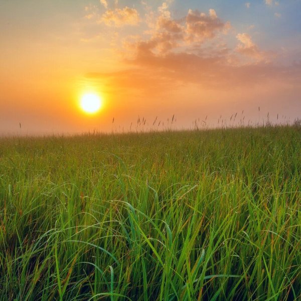 Бежин луг рассвет