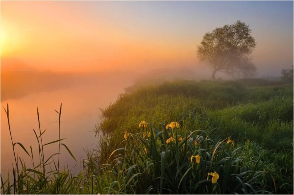 Фотограф: фёдор Лашков ромашки