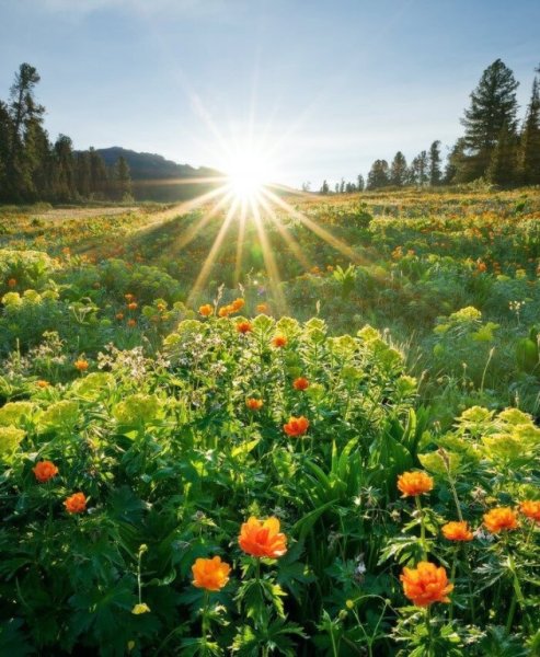 Цветочная Поляна