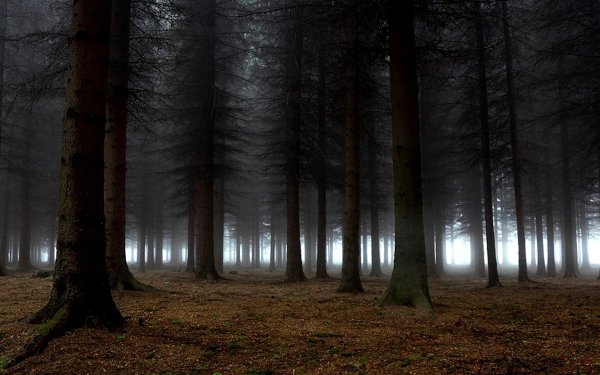 Темный лес / the Woods