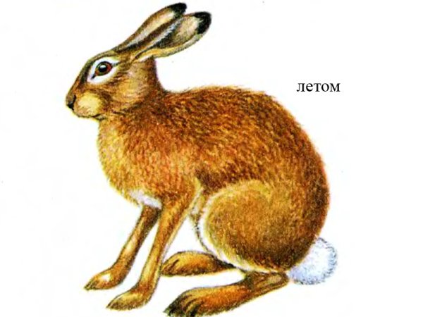 Заяц Русак части тела