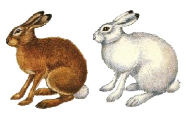 Заяц зимой и летом для детей