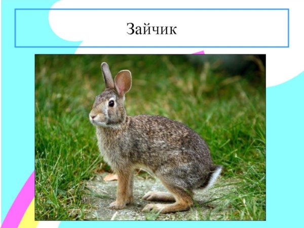 Заяц Русак и кролик