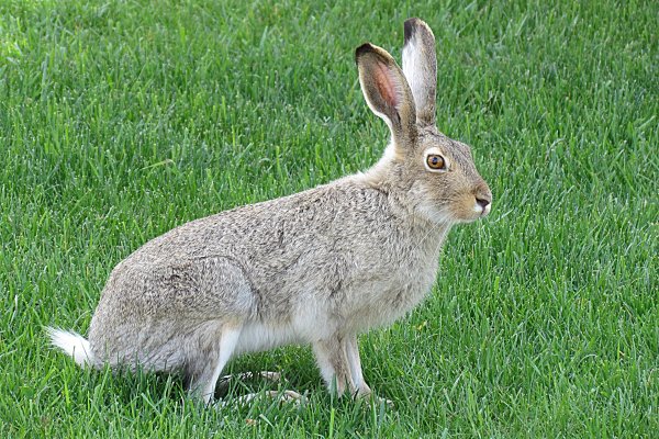 Lepus townsendii