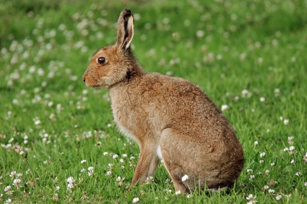 Заяц Беляк и Русак