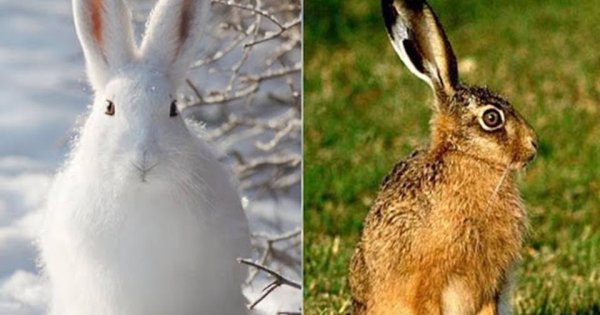 Заяц Беляк летом и зимой