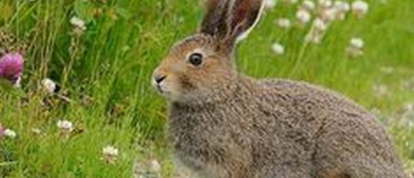 Фауна Калужской области