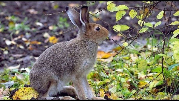 Заяц Беляк меняет окраску весной