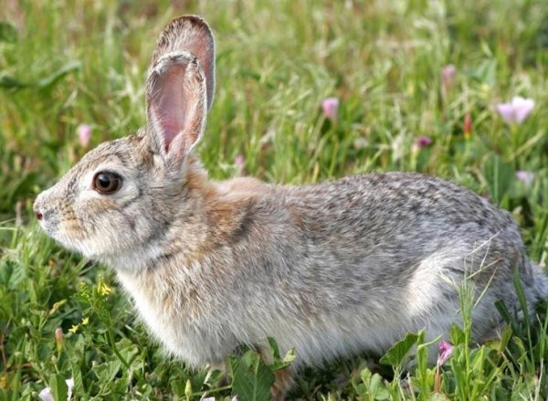 Заяц зимой и летом