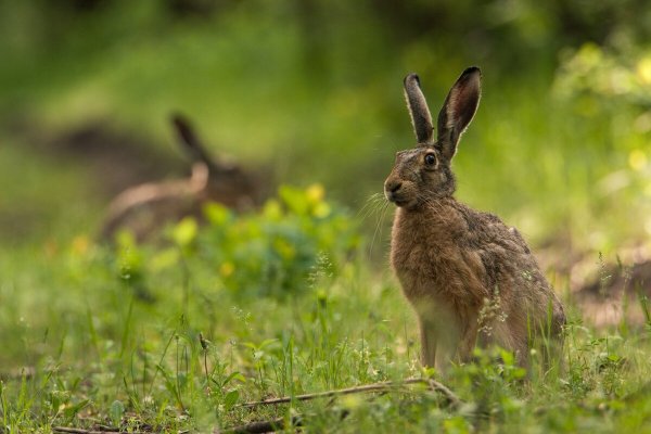 Заяц Беляк в тайге