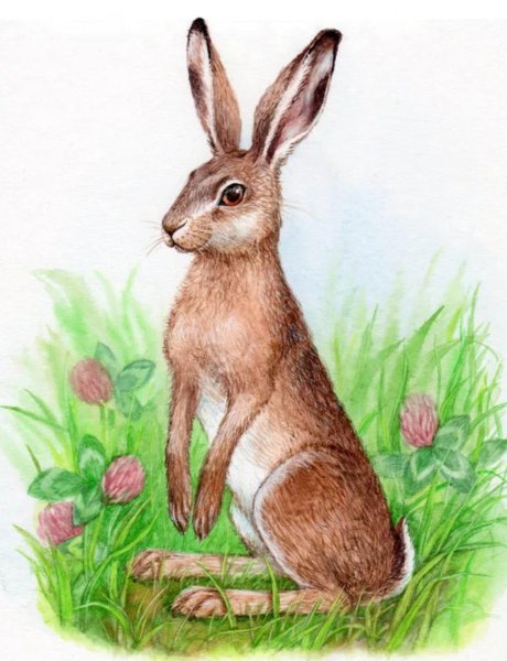 Зимой белый летом серый