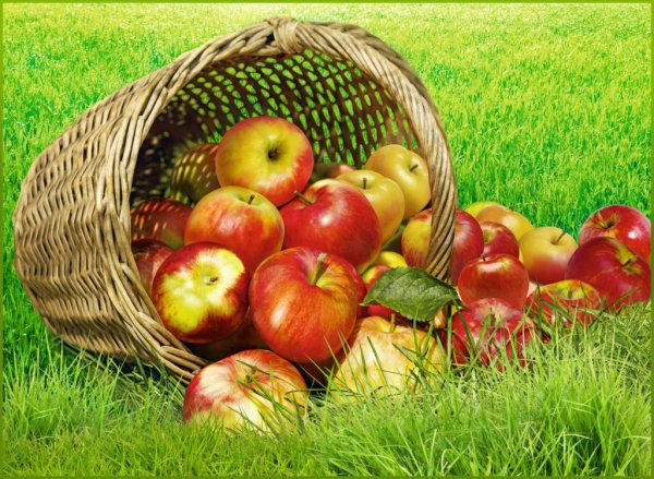 Фотообои дары лета