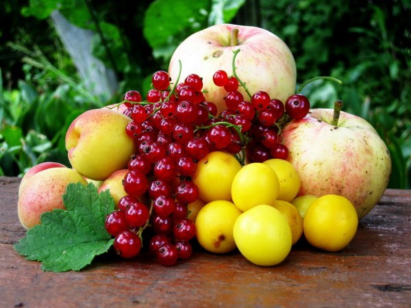 Щедрые дары лета